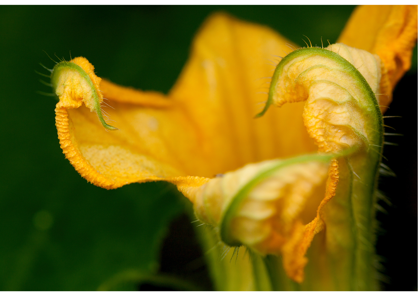 Spaghetti with Squash Blossoms, Anchovies and  Breadcrumbs